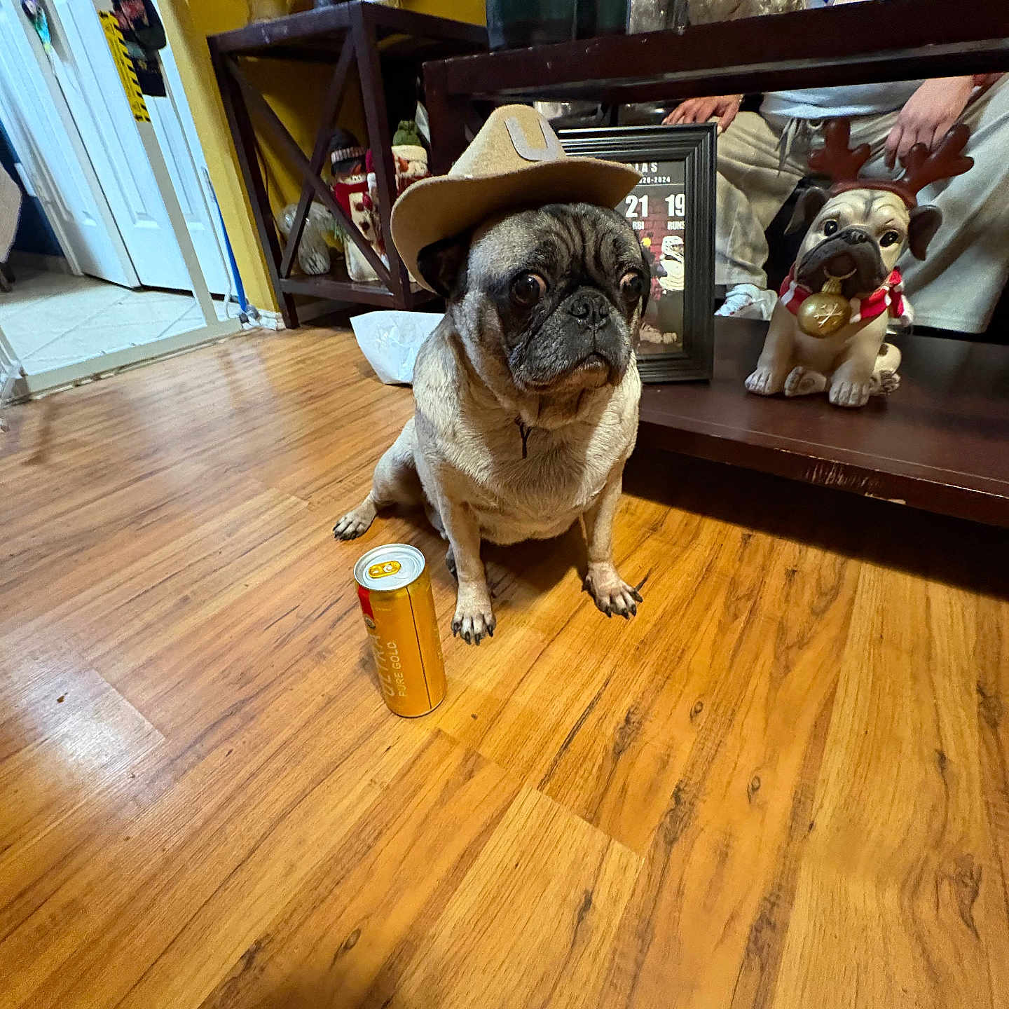 Milo joined the competition — help win amazing prizes! black, brown, can, cowboy_hat, decorations, dog, eyes, face, festive, floor, home, indoor, person, pet, pug, reindeer_antlers, shelf, sitting, statue, wooden_floor