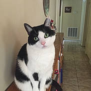 Cleopatra joined the competition — help win amazing prizes! cat, black_and_white, green_eyes, sitting, wooden_surface, indoor, hallway, tile_floor, curious, pet, feline, animal, domestic, portrait, house, cozy, looking, cute, whiskers, ears