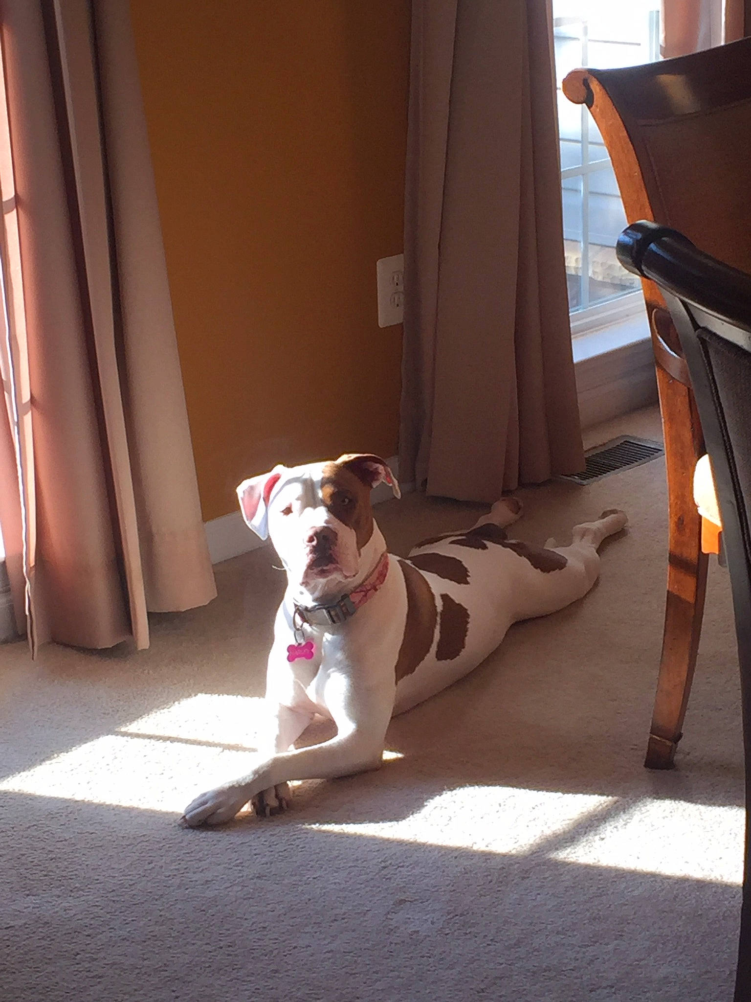 Harley is registered to the contest to win money with this photo: canidae, carnivore, comfort, companion_dog, couch, curtain, dog, dog_breed, door, fawn, floor, flooring, hardwood, human_leg, pet_supply, snout, tail, tints_and_shades, window, wood