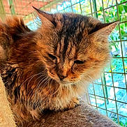 Kaya participe au concours pour gagner de l'argent avec cette photo : cat, tabby, fluffy_fur, resting, sleepy, cage, metal_bars, indoor, soft_surface, close_up, animal, pet, feline, whiskers, brown_fur, black_stripes, natural_light, relaxed, quiet, calm