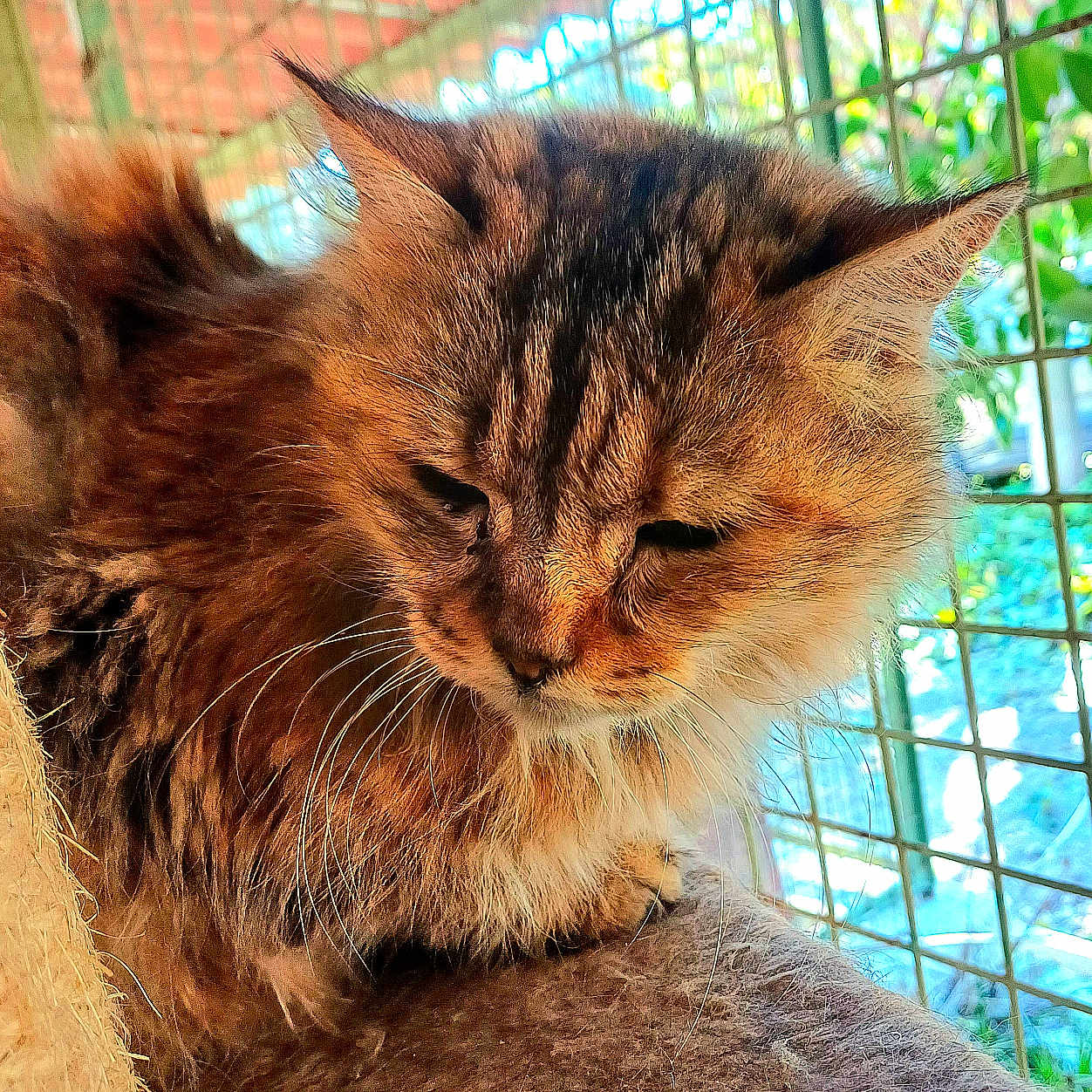 Kaya participe au concours pour gagner de l'argent avec cette photo : animal, black_stripes, brown_fur, cage, calm, cat, close_up, feline, fluffy_fur, indoor, metal_bars, natural_light, pet, quiet, relaxed, resting, sleepy, soft_surface, tabby, whiskers