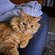 Weasley joined the competition — help win amazing prizes! cat, ginger_cat, fluffy, pet, indoor, couch, blanket, furniture, relaxing, cozy, bookshelf, books, curious, closeup, whiskers, fur, animal, domestic_cat, resting, living_room