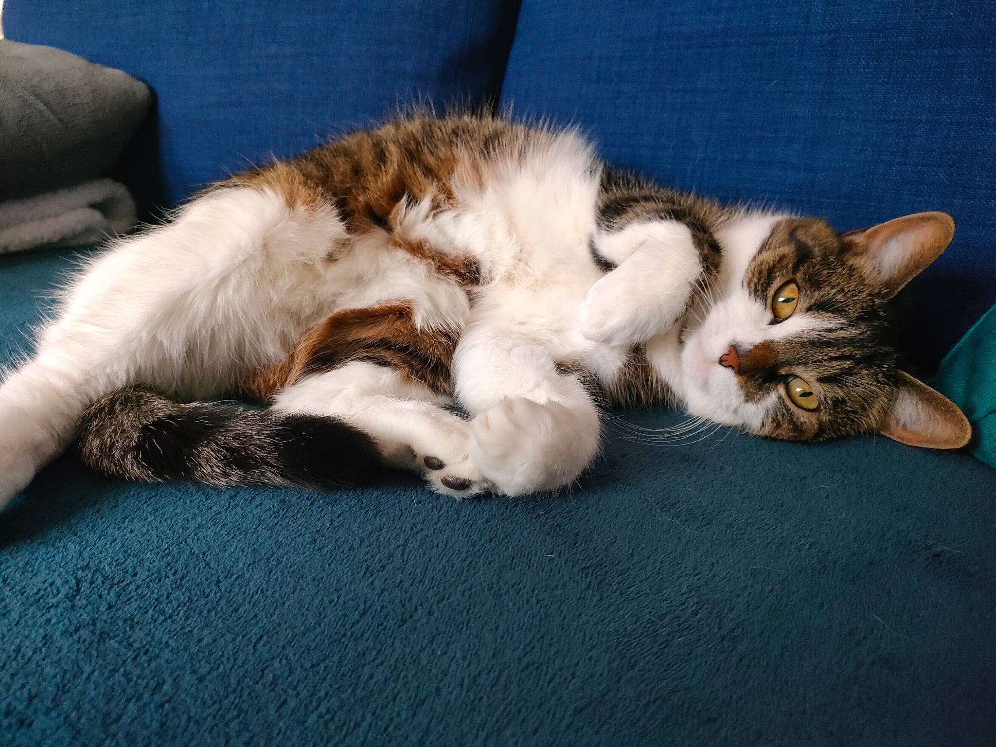 Mia participe au concours pour gagner de l'argent avec cette photo : carnivore, cat, claw, comfort, couch, domestic_short_haired_cat, felidae, fur, nap, paw, sleep, sleeper_chair, small_to_medium_sized_cats, tail, whiskers