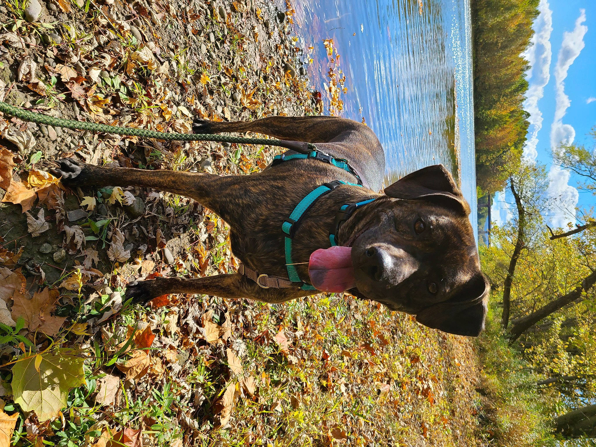 Luna joined the competition — help win amazing prizes! branch, carnivore, dog, dog_breed, grass, groundcover, lake, leisure, people_in_nature, plant, shadow, sky, soil, sunglasses, tail, tree, trunk, water, wood, working_animal