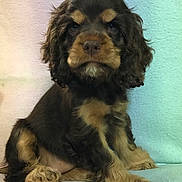 Rhenlee is registered to the contest to win money with this photo: puppy, dog, pet, animal, cute, fur, brown, black, sitting, young, portrait, indoor, fluffy, ears, face, eyes, paw, adorable, companion, canine