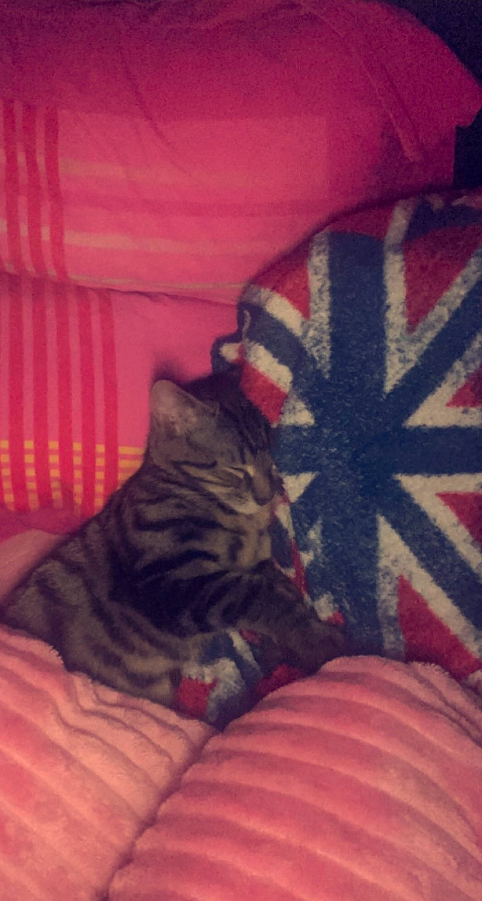 Fendy participe au concours pour gagner de l'argent avec cette photo : bed, bedding, bedroom, black_cat, carmine, carnivore, cat, comfort, domestic_short_haired_cat, fawn, felidae, fur, human_leg, linens, magenta, pattern, small_to_medium_sized_cats, tail, tints_and_shades, whiskers