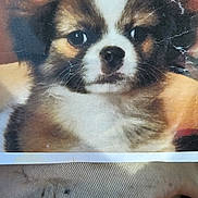 Scooter joined the competition — help win amazing prizes! accessories, animal, art, canine, chihuahua, cockerspaniel, collage, dog, eskimodog, face, glasses, head, husky, lesserpanda, papillon, person, pet, photography, portrait, puppy