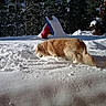 Volcéa participe au concours pour gagner de l'argent avec cette photo : dog, golden_retriever, snow, winter, outdoor, playground, slide, trees, nature, animal, pet, daylight, cold, fur, canine, snowy, forest, landscape, exploring, adventure