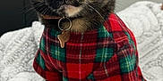 Maryluz is registered to the contest to win money with this photo: cat, tortoiseshell, plaid_shirt, pet_collar, indoor, blanket, cozy, feline, wide_eyes, fur, whiskers, sitting, portrait, cute, domestic_animal, soft_texture, comfortable, relaxed, pet, animal