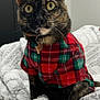 cat, tortoiseshell, plaid_shirt, pet_collar, indoor, blanket, cozy, feline, wide_eyes, fur, whiskers, sitting, portrait, cute, domestic_animal, soft_texture, comfortable, relaxed, pet, animal