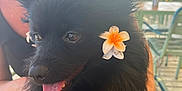 Néo participe au concours pour gagner de l'argent avec cette photo : dog, black_dog, flower, orange_flower, pet, happy, panting, fur, ears, person, smiling, outdoor, table, chair, sunlight, wooden_table, leash, closeup, animal, cute