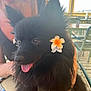 dog, black_dog, flower, orange_flower, pet, happy, panting, fur, ears, person, smiling, outdoor, table, chair, sunlight, wooden_table, leash, closeup, animal, cute