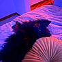 dog, black_dog, bed, pillow, indoor, purple_lighting, pink_lighting, relaxing, furry, pet, cozy, carpet, room, floor, fur, looking, lying_down, cushion, domestic_animal, canine