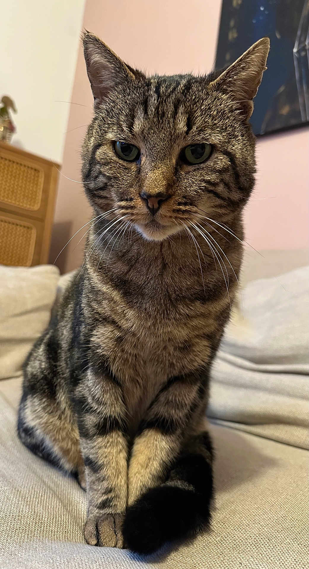 Jafar participe au concours pour gagner de l'argent avec cette photo : cat, closeup, couch, cozy, cute, domestic_animal, ears, eyes, feline, fur, furniture, household, indoor, mammal, pet, portrait, relaxed, sitting, tabby_cat, whiskers