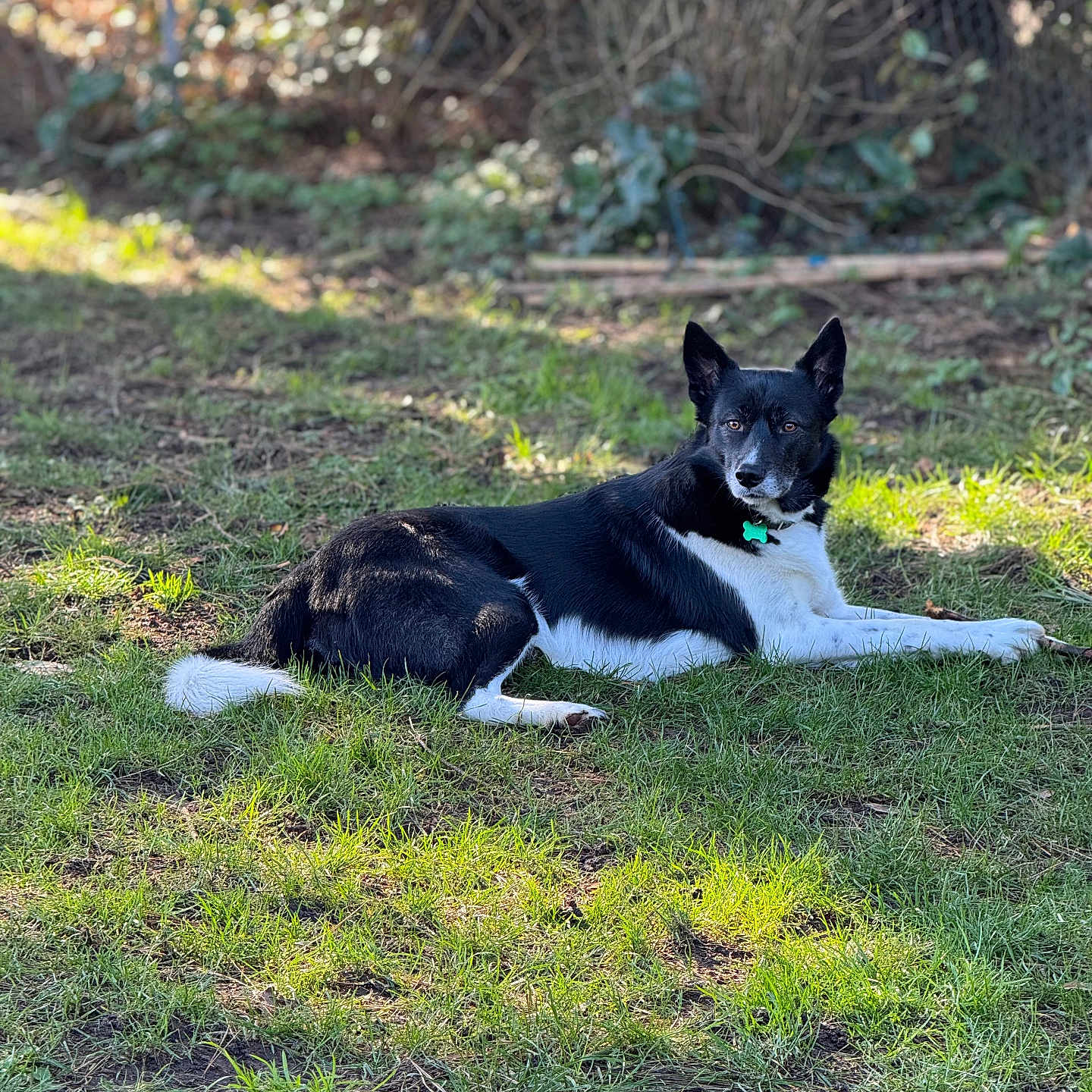 Atlas participe au concours pour gagner de l'argent avec cette photo : animal, backyard, canine, collie, dog, field, grass, grassland, husky, lawn, nature, outdoors, park, pet, plant, puppy, soil, tree, vegetation, yard