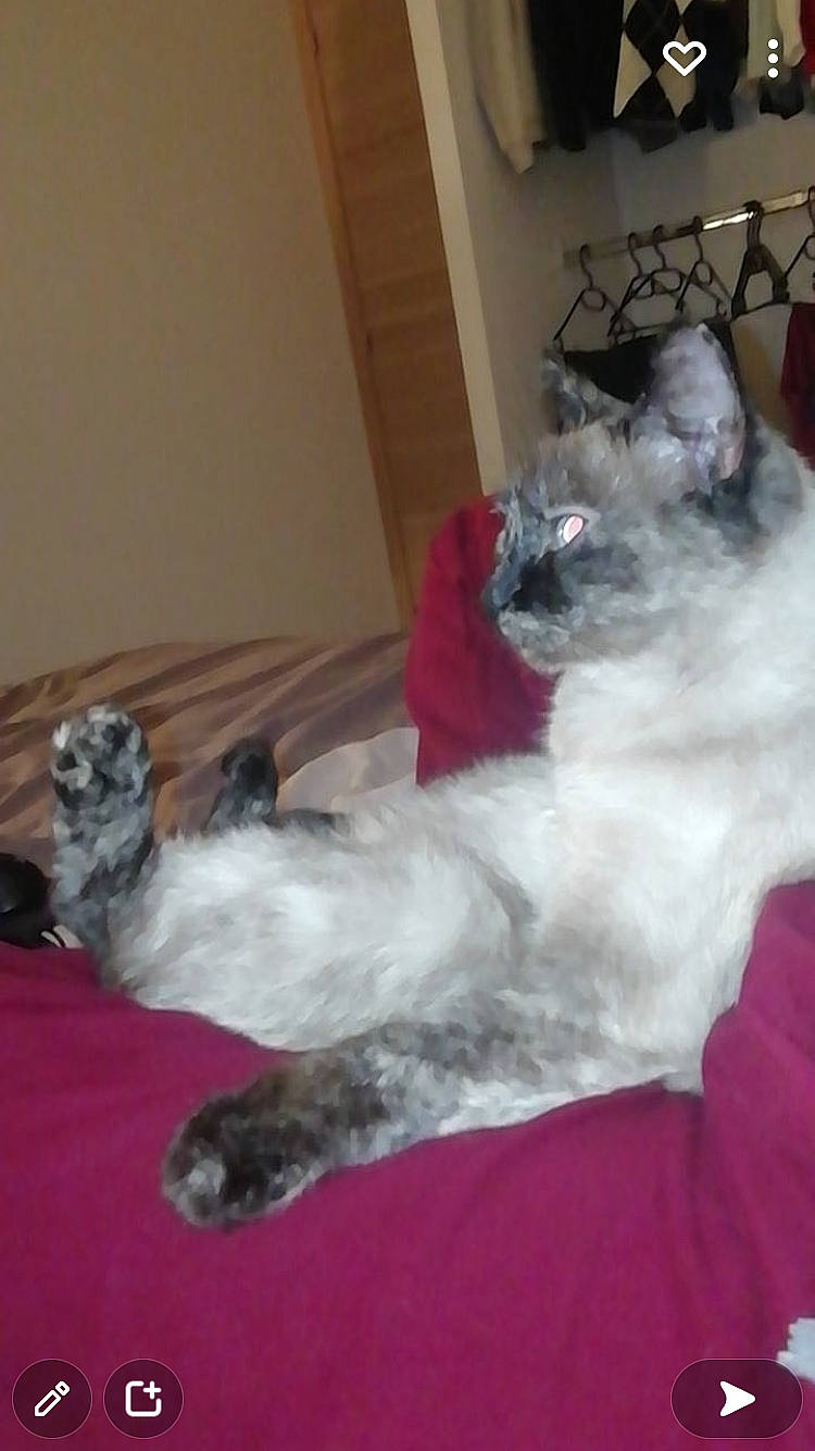 Princesse a rejoint le concours — aidez-le/la à gagner de superbes lots ! balinese, canidae, carnivore, cat, cat_bed, comfort, companion_dog, couch, dog_breed, fawn, felidae, fur, grey, paw, siamese, small_to_medium_sized_cats, snout, sporting_group, tail, whiskers