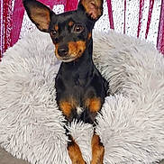 Nalla participe au concours pour gagner de l'argent avec cette photo : dog, small_dog, black_dog, tan_markings, large_ears, fluffy_cushion, white_cushion, pet, indoor, cozy, curtain, red_curtain, portrait, animal, companion, cute, relaxed, sitting, alert, furry