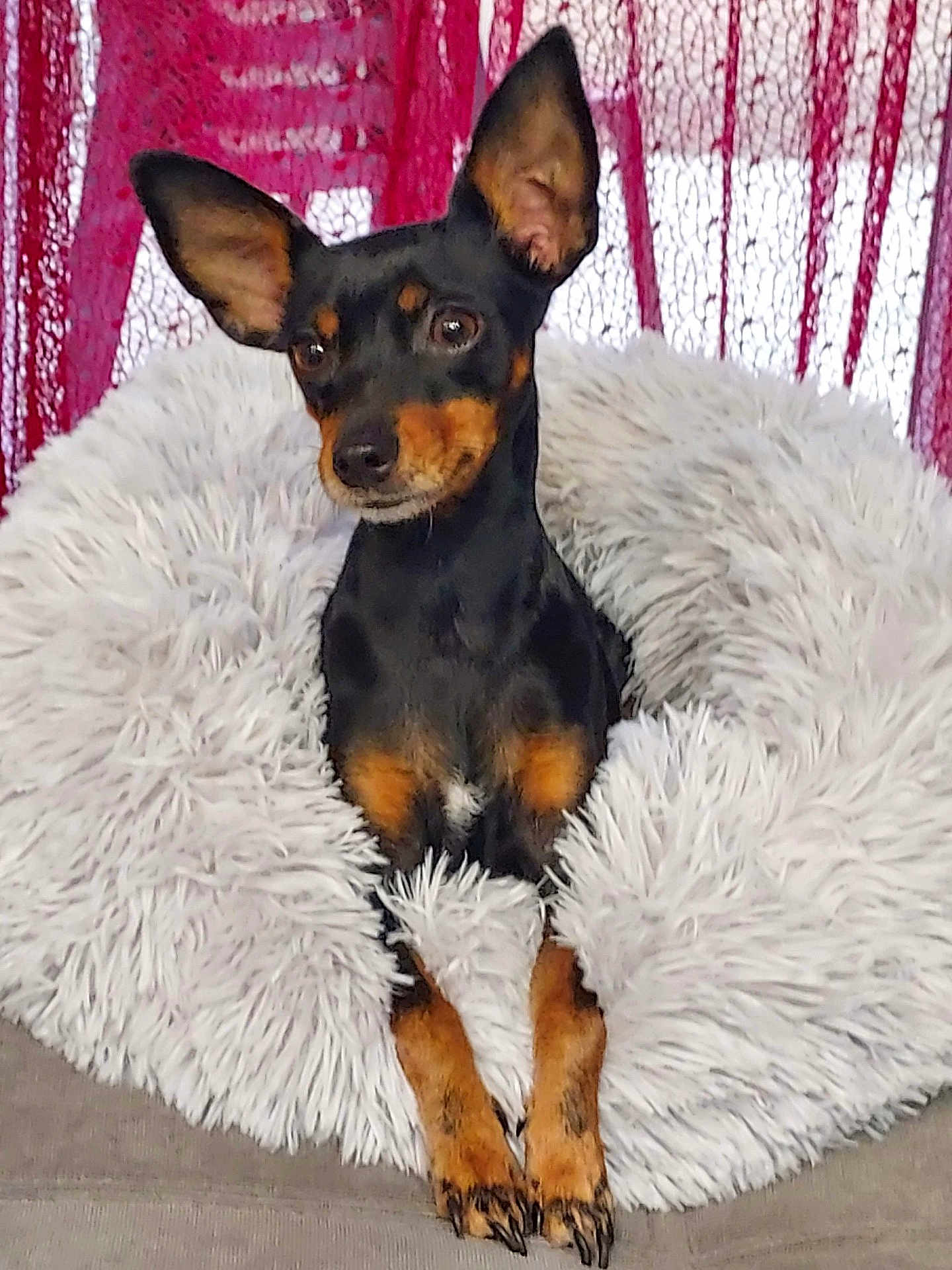 Nalla participe au concours pour gagner de l'argent avec cette photo : dog, small_dog, black_dog, tan_markings, large_ears, fluffy_cushion, white_cushion, pet, indoor, cozy, curtain, red_curtain, portrait, animal, companion, cute, relaxed, sitting, alert, furry
