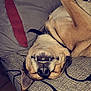 dog, upside_down, couch, pillow, teeth, ear, relaxed, indoor, pet, animal, fur, snout, collar, sleeping, face, nose, mouth, patterned_fabric, tile_floor, home