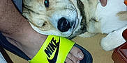 Nala a rejoint le concours — aidez-le/la à gagner de superbes lots ! dog, foot, sandal, nike, yellow, tile_floor, indoor, resting, relaxed, pet, paw, human, leg, table, comfort, closeup, animal, casual, floor, cozy