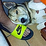 dog, foot, sandal, nike, yellow, tile_floor, indoor, resting, relaxed, pet, paw, human, leg, table, comfort, closeup, animal, casual, floor, cozy