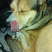 Nala participe au concours pour gagner de l'argent avec cette photo : dog, tongue, licking, closed_eyes, fur, tail, indoor, pet, animal, canine, resting, curled_up, comfortable, closeup, muzzle, ear, paw, bed, blanket, relaxed
