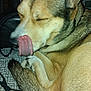 dog, tongue, licking, closed_eyes, fur, tail, indoor, pet, animal, canine, resting, curled_up, comfortable, closeup, muzzle, ear, paw, bed, blanket, relaxed