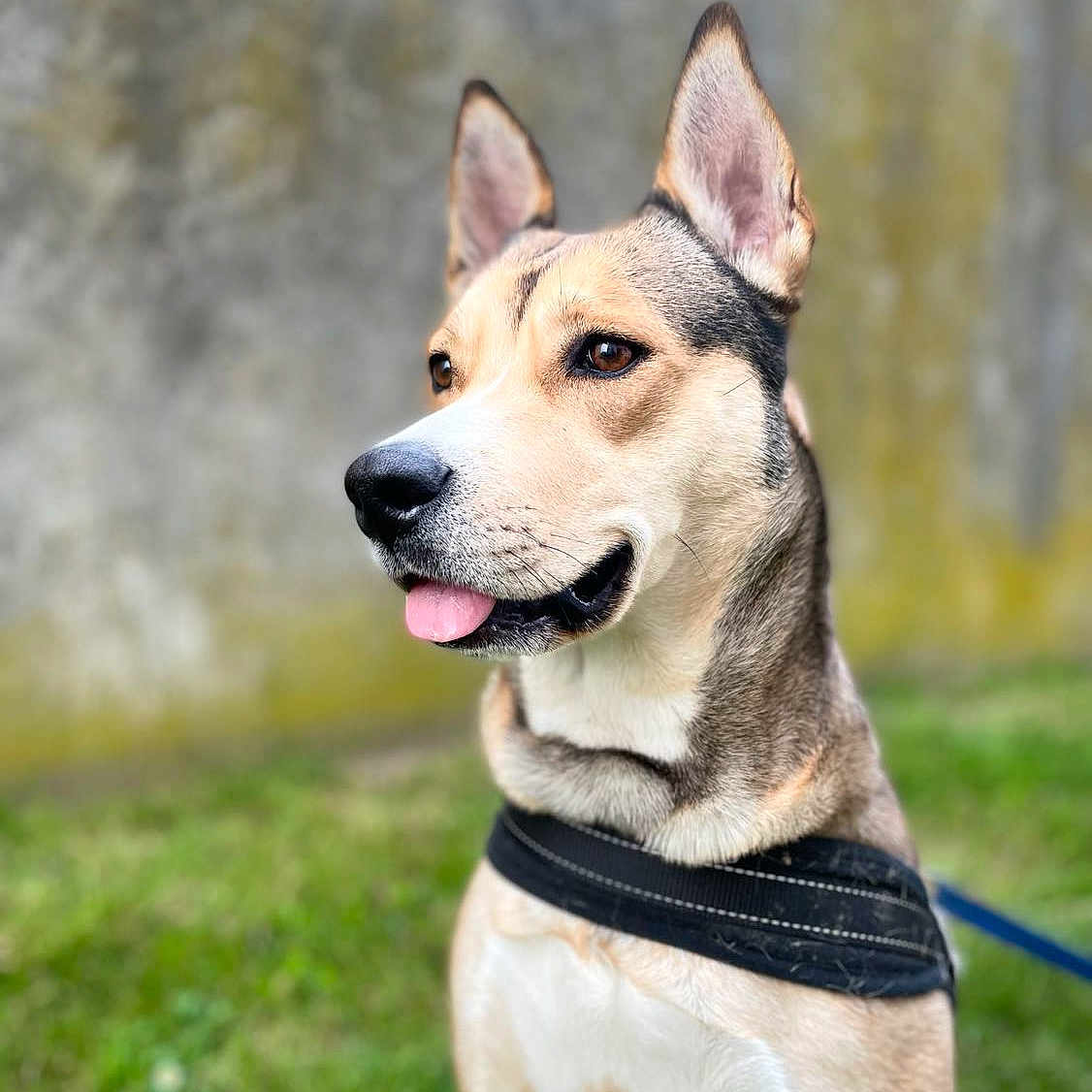 Nala a rejoint le concours — aidez-le/la à gagner de superbes lots ! animal, black, brown, canine, dog, ears, friendly, fur, grass, harness, leash, muzzle, nature, outdoor, pet, portrait, sitting, tongue, watchful, white