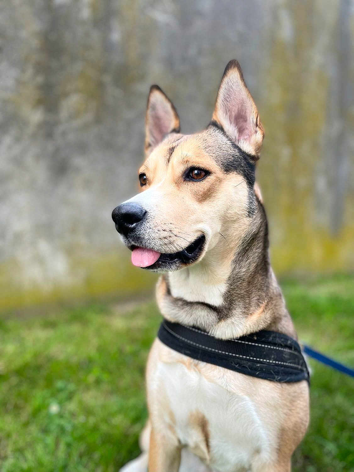 Nala