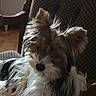 Okko'O a rejoint le concours — aidez-le/la à gagner de superbes lots ! biewer_terrier, canidae, carnivore, companion_dog, dog, dog_breed, ear, kyi_leo, mammal, morkie, puppy, rare_breed_dog, shih_tzu, small_terrier, snout, terrier, tibetan_terrier, toy_dog, vertebrate, yorkshire_terrier