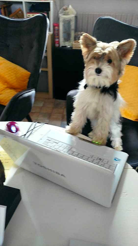 Okko'O a rejoint le concours — aidez-le/la à gagner de superbes lots ! canidae, carnivore, chair, companion_dog, desk, dog, dog_breed, dog_supply, event, felidae, fur, gadget, machine, non_sporting_group, office_equipment, small_terrier, sporting_group, tail, terrier, toy_dog