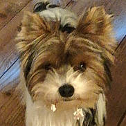 Okko'O participe au concours pour gagner de l'argent avec cette photo : biewer_terrier, canidae, carnivore, chinese_imperial_dog, companion_dog, dog, dog_breed, havanese, maltepoo, mammal, morkie, puppy, shih_tzu, small_terrier, snout, sporting_lucas_terrier, terrier, toy_dog, vertebrate, yorkshire_terrier