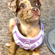 Coco joined the competition — help win amazing prizes! puppy, dog, pet, animal, harness, spotted, brown, white, sitting, carpet, indoor, cute, young, fur, ears, eyes, nose, paws, looking_up, domestic