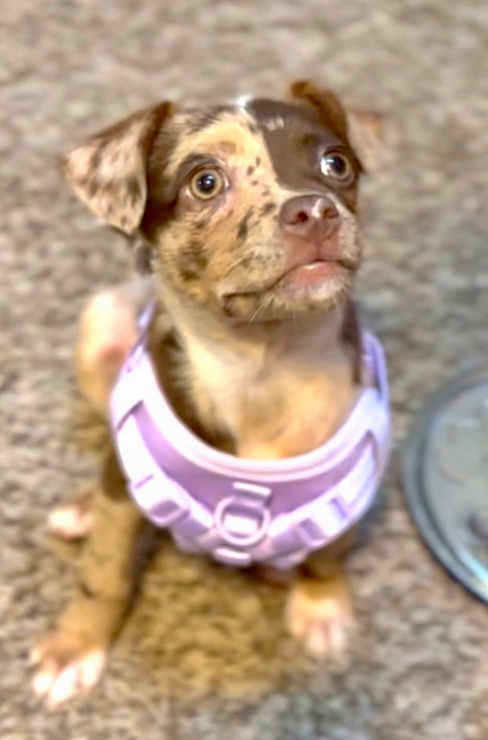 Coco