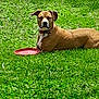animal, attentive, canine, collar, daytime, dog, ears, frisbee, grass, greenery, laying_down, leisure, nature, one_ear_flopped, outdoor, pet, playful, summer, tan, white_chest
