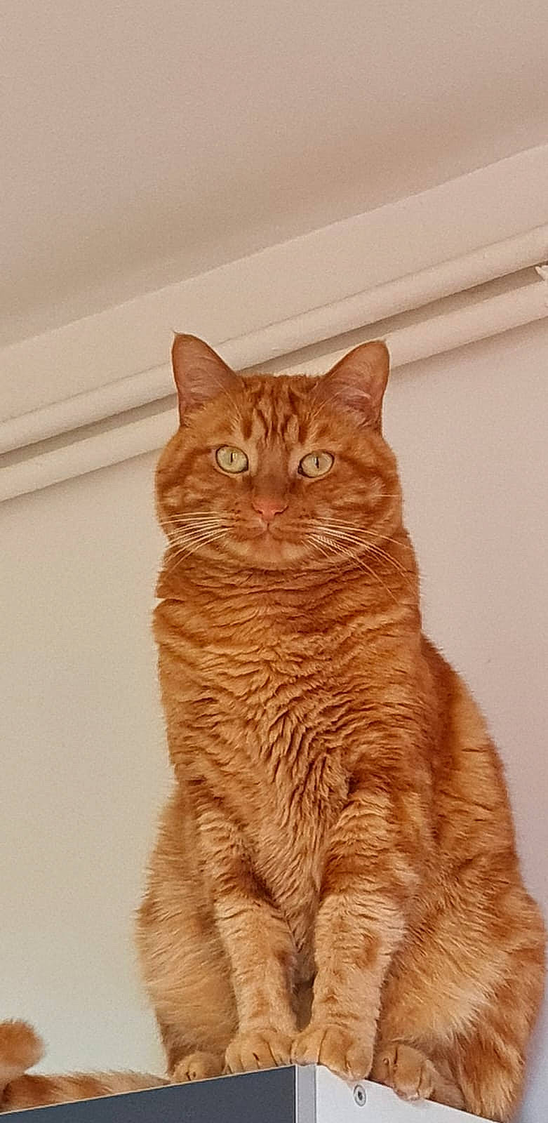 Minouche a rejoint le concours — aidez-le/la à gagner de superbes lots ! art, carnivore, cat, domestic_short_haired_cat, eye, fawn, felidae, fur, head, paw, peach, small_to_medium_sized_cats, snout, tail, terrestrial_animal, tree, whiskers, wildlife, window, wood