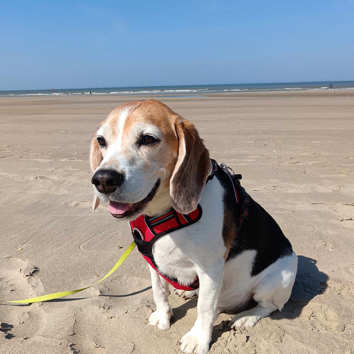 Olaf a rejoint le concours — aidez-le/la à gagner de superbes lots ! accessories, animal, beach, beagle, belt, canine, coast, dog, harness, hound, leash, nature, outdoors, person, pet, puppy, sea, shoreline, strap, water