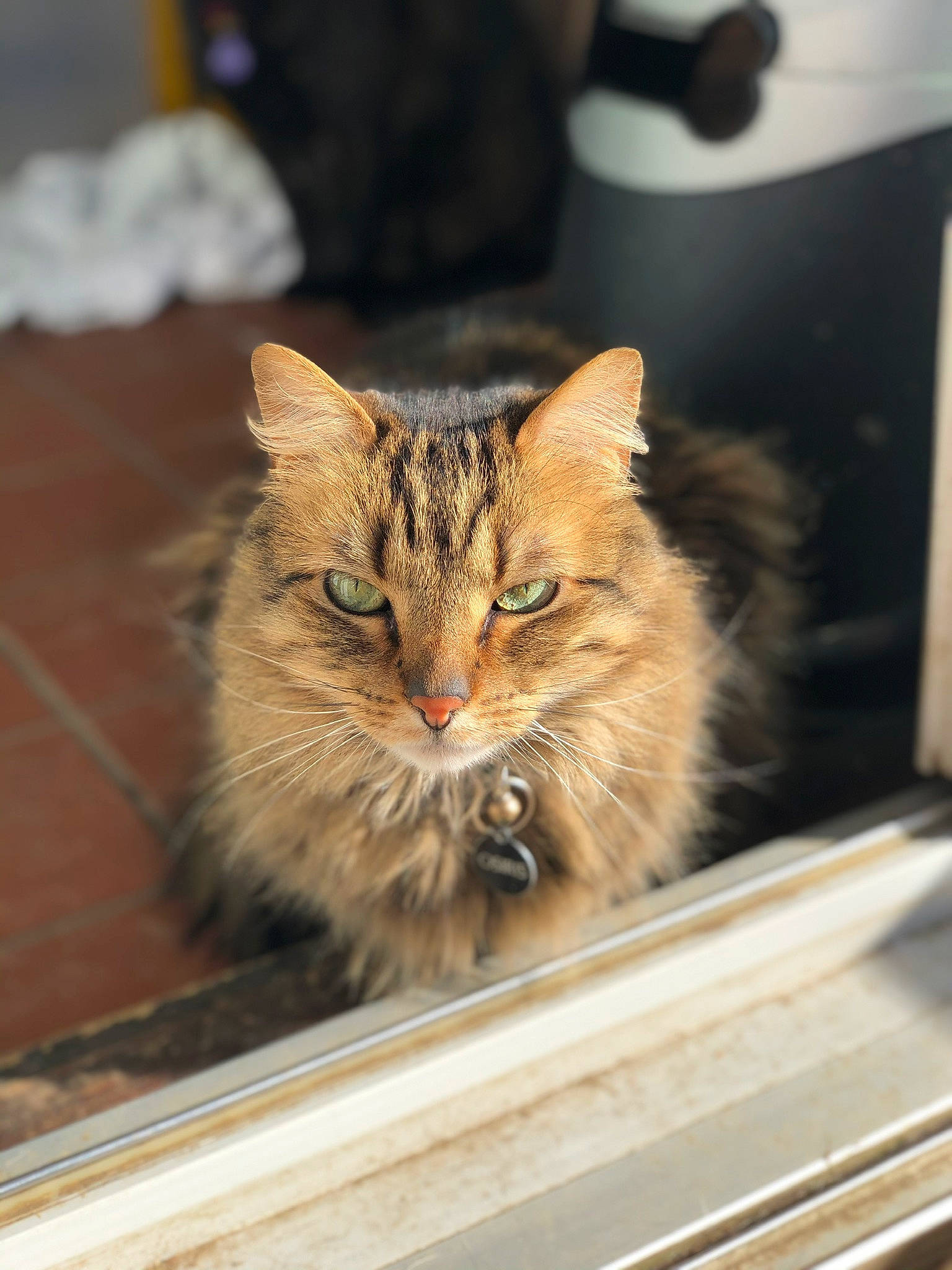 Osiris joined the competition — help win amazing prizes! carnivore, cat, claw, domestic_short_haired_cat, eye, fawn, felidae, fur, iris, maine_coon, small_to_medium_sized_cats, snout, terrestrial_animal, whiskers, wood