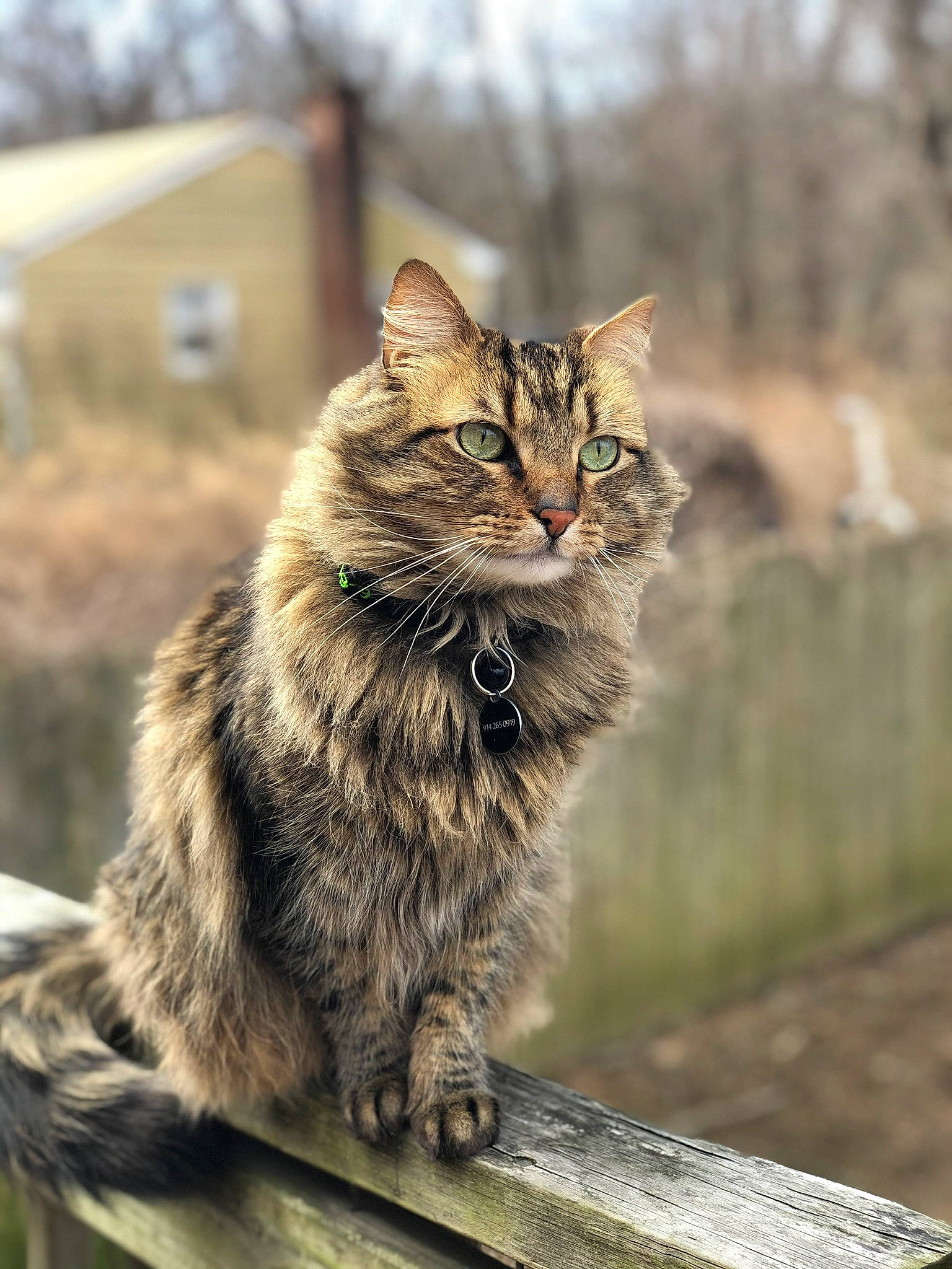 Osiris joined the competition — help win amazing prizes! carnivore, cat, claw, domestic_short_haired_cat, felidae, fur, grass, maine_coon, paw, sitting, small_to_medium_sized_cats, tail, terrestrial_animal, tree, whiskers, wildlife, wood