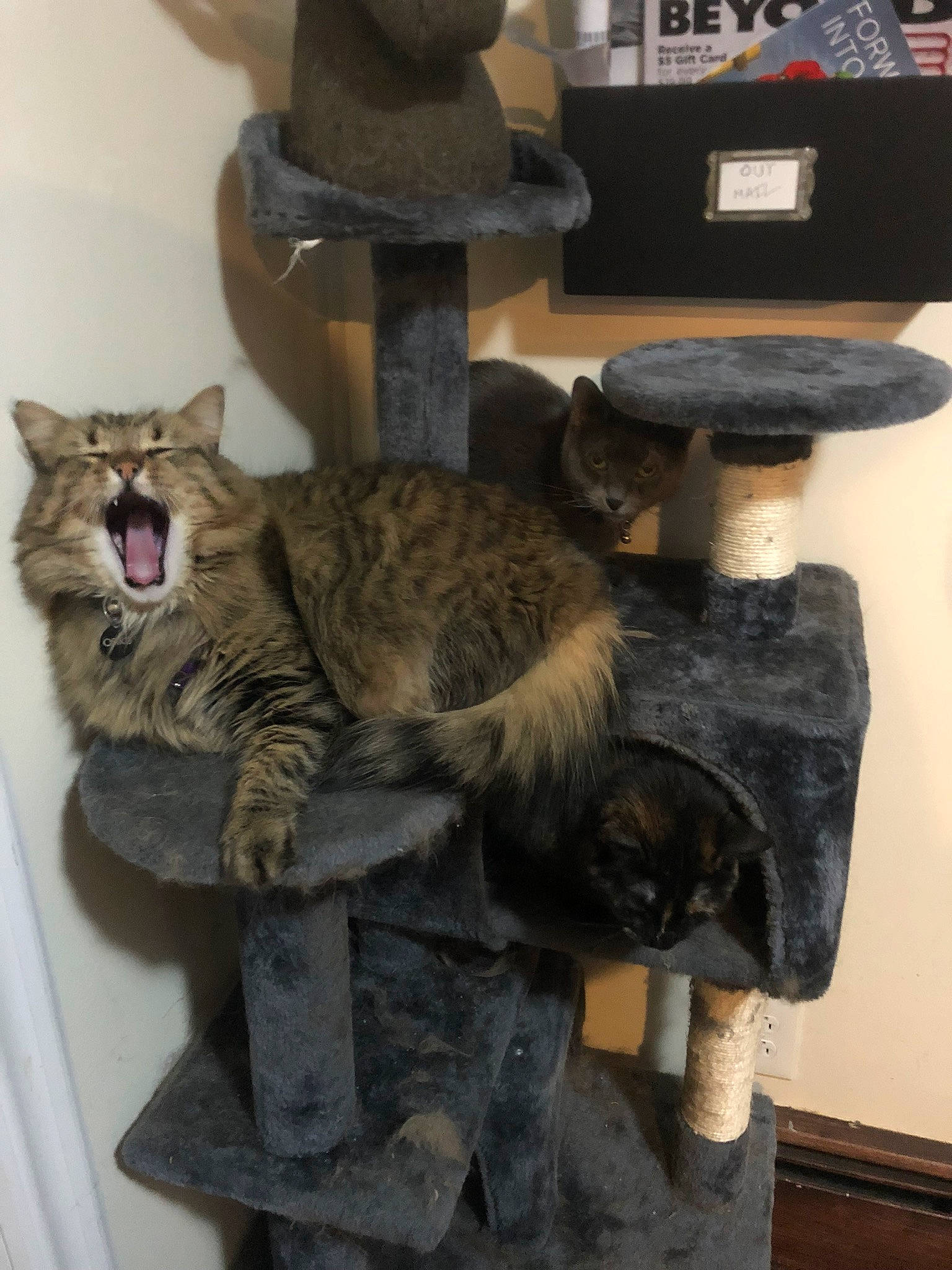 Osiris joined the competition — help win amazing prizes! art, carnivore, cat, domestic_short_haired_cat, felidae, fur, hat, natural_material, paw, room, shelf, small_to_medium_sized_cats, tail, whiskers, wood