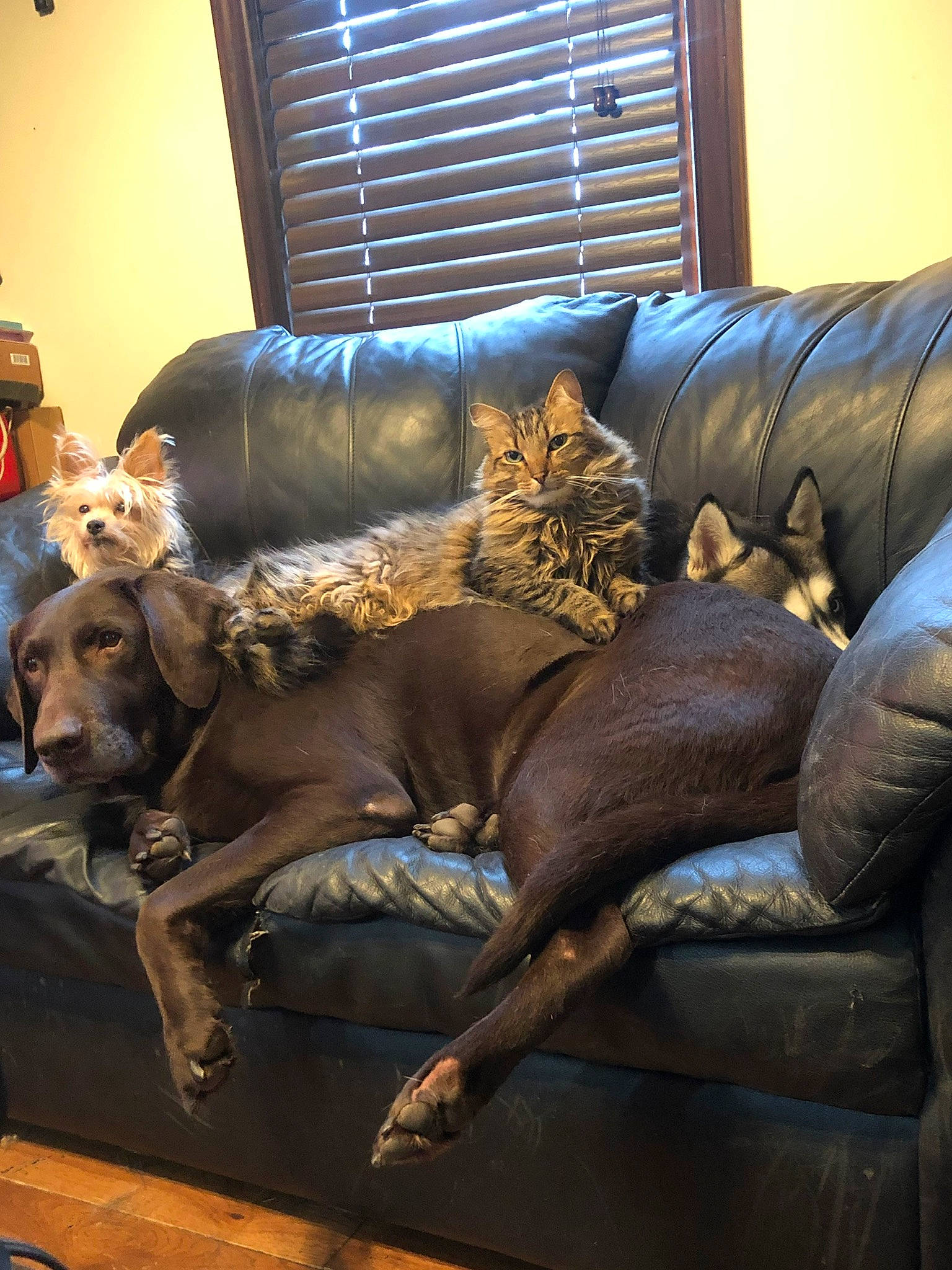 Osiris is registered to the contest to win money with this photo: art, carnivore, comfort, companion_dog, couch, dog, dog_breed, fawn, felidae, floor, flooring, lamp, living_room, metal, room, studio_couch, textile, window_blind, wood, working_animal