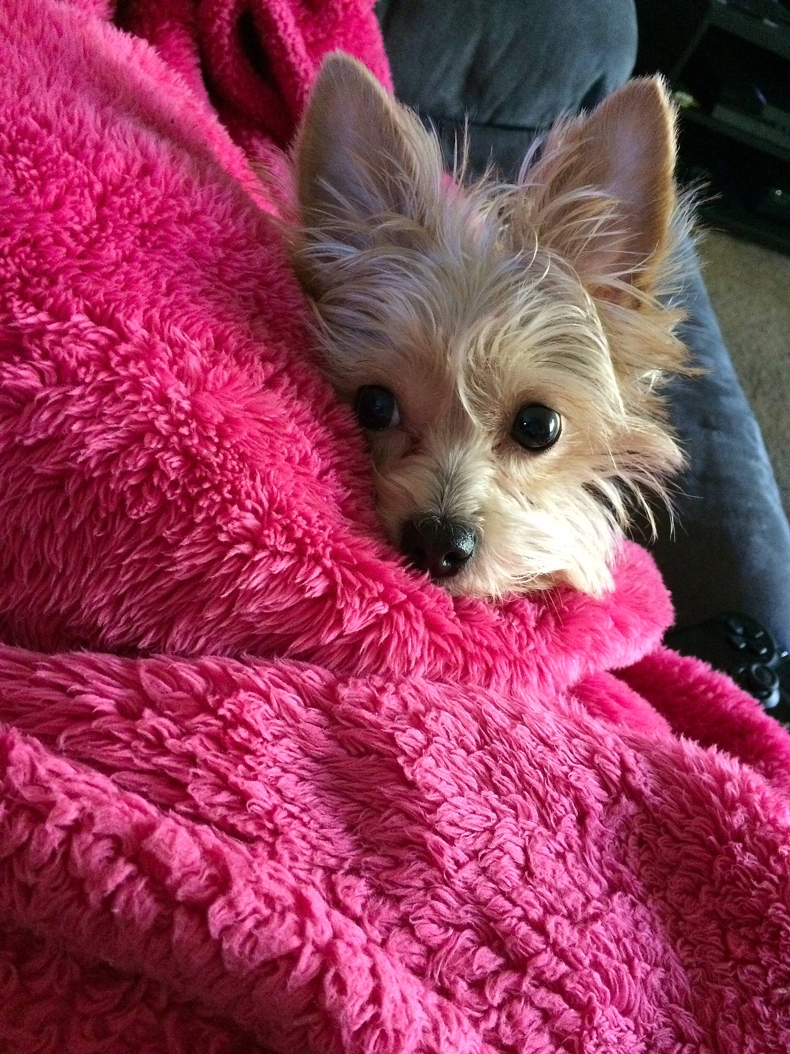 Scruffy is registered to the contest to win money with this photo: canidae, carnivore, companion_dog, dog, dog_breed, dog_supply, event, fawn, fur, liver, magenta, pink, small_terrier, snout, sporting_group, terrier, toy_dog, whiskers, working_animal, yorkipoo