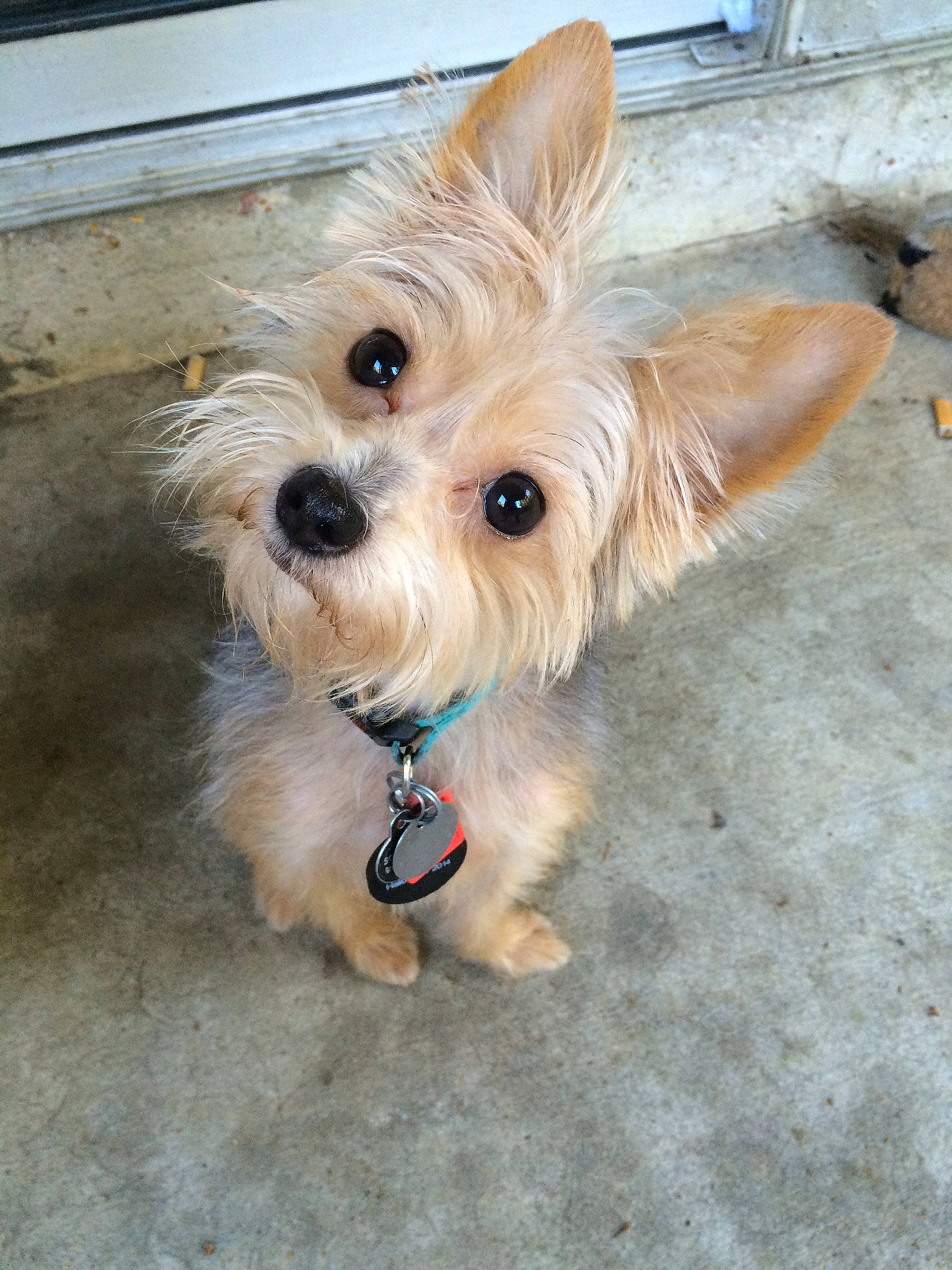 Scruffy is registered to the contest to win money with this photo: canidae, carnivore, collar, companion_dog, dog, dog_breed, dog_collar, dog_supply, ear, fawn, fur, liver, pet_supply, small_terrier, snout, sporting_group, tail, terrier, toy_dog, working_animal