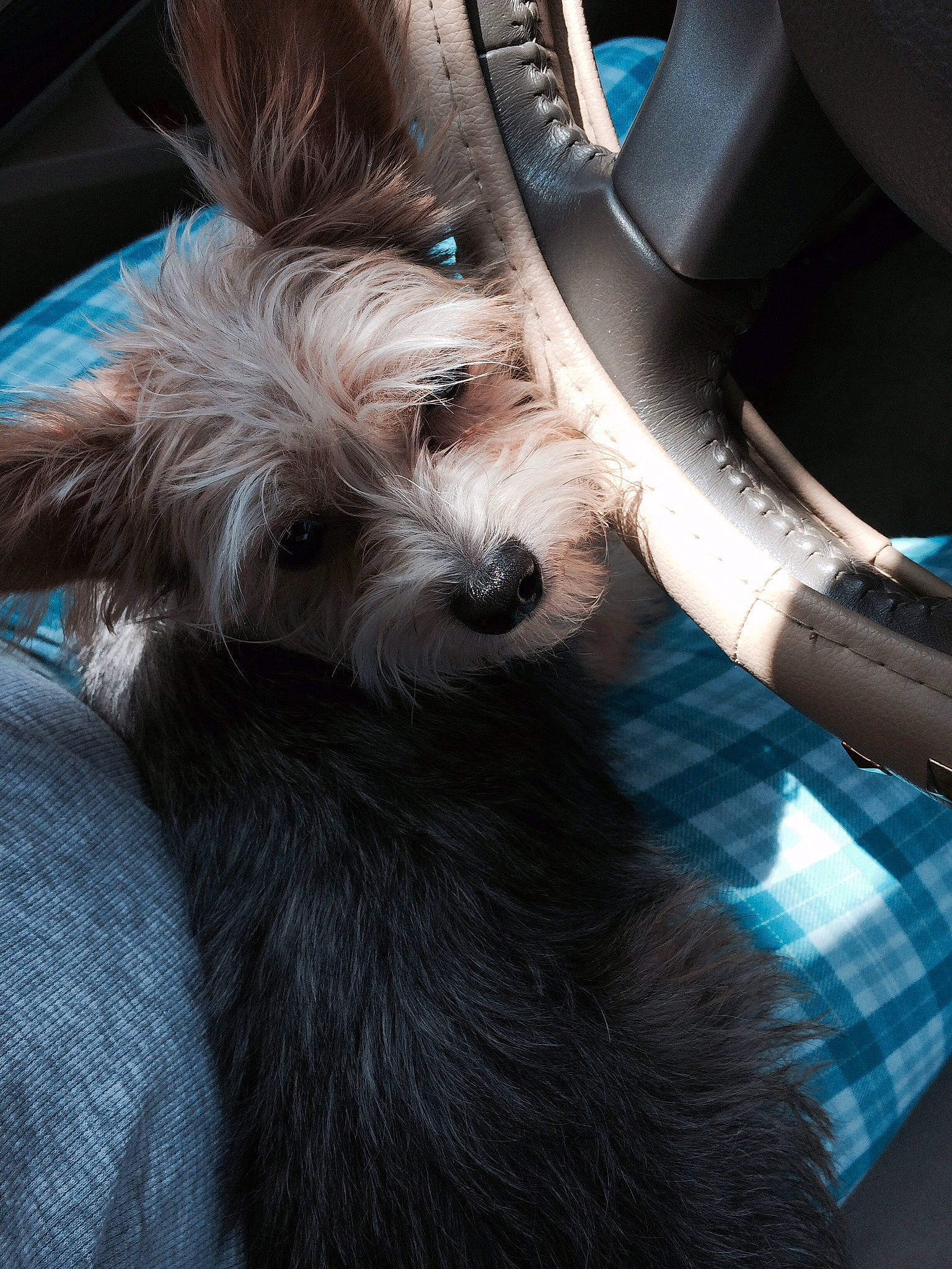 Scruffy is registered to the contest to win money with this photo: auto_part, car, car_seat, car_seat_cover, carnivore, companion_dog, dog, dog_breed, electric_blue, fur, hood, motor_vehicle, personal_luxury_car, seat_belt, snout, sporting_group, steering_wheel, toy_dog, vehicle_door, windshield
