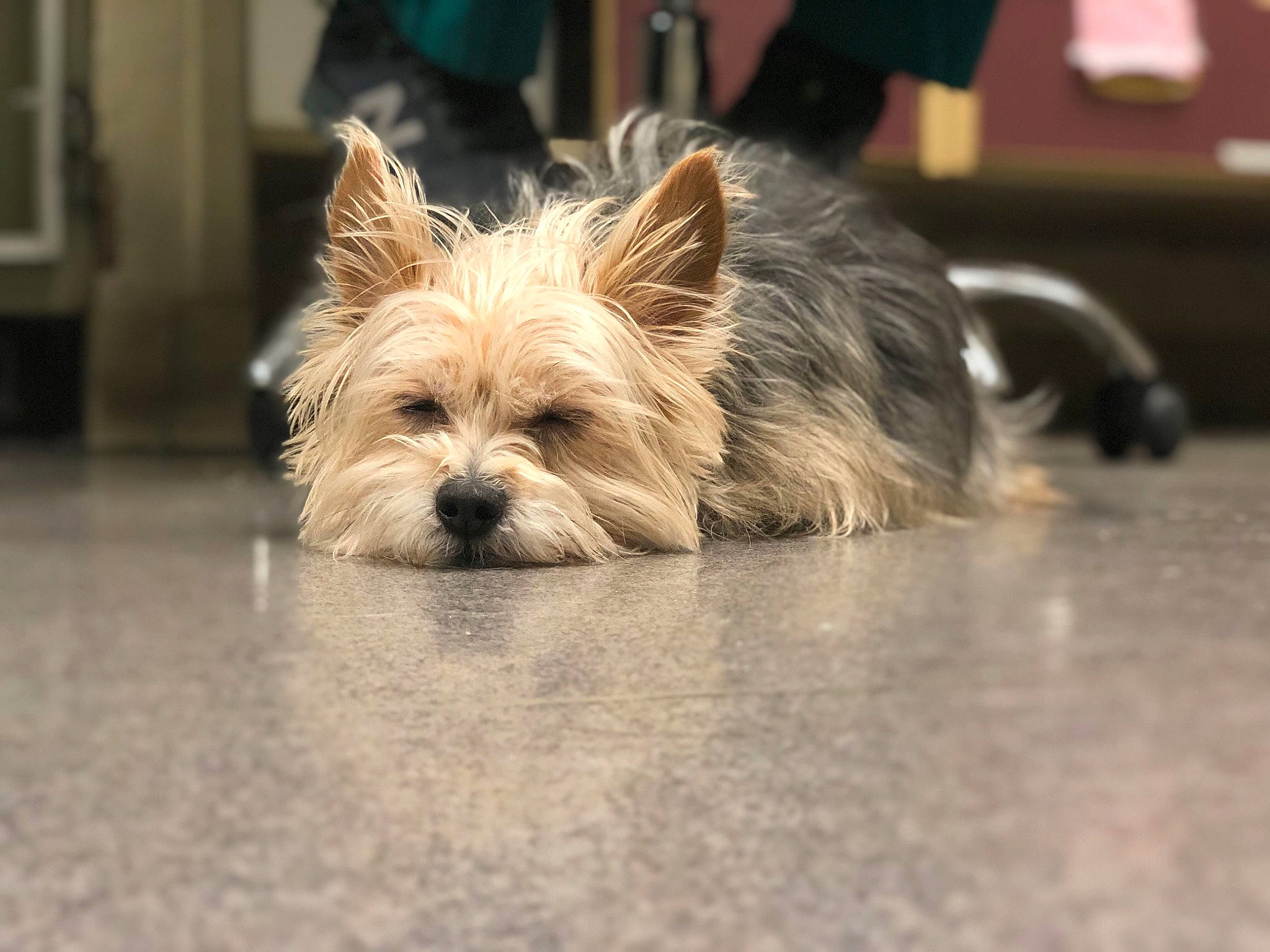 Scruffy is registered to the contest to win money with this photo: biewer_terrier, canidae, carnivore, companion_dog, dog, dog_breed, dog_supply, fawn, flooring, hardwood, liver, small_terrier, snout, sporting_group, terrestrial_animal, terrier, toy_dog, wood, working_animal, yorkshire_terrier