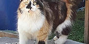 Clochette participe au concours pour gagner de l'argent avec cette photo : animal, calico, cat, closeup, curious, daylight, ears, feline, fluffy, grass, gravel, nature, outdoor, pet, platform, standing, stone, tail, whiskers, yellow_eyes