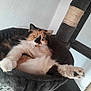 Clochette a rejoint le concours — aidez-le/la à gagner de superbes lots ! animal, calico, cat, cat_hammock, cat_tree, claws, cozy, cute, feline, fluffy, fur, home, indoor, paw, pet, relaxed, resting, soft, stretching, whiskers
