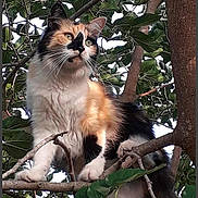 Clochette participe au concours pour gagner de l'argent avec cette photo : alert, animal, branches, calico, cat, climbing, closeup, curious, daylight, fur, greenery, leaves, mammal, nature, outdoor, perched, pet, tree, whiskers, wildlife