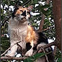 alert, animal, branches, calico, cat, climbing, closeup, curious, daylight, fur, greenery, leaves, mammal, nature, outdoor, perched, pet, tree, whiskers, wildlife