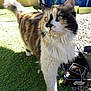 Clochette participe au concours pour gagner de l'argent avec cette photo : animal, calico_cat, cat, curious, daylight, domestic_animal, feline, fluffy, fur, garden, grass, green_eyes, nature, outdoor, pet, plant_pots, sunlight, tail, walking, whiskers